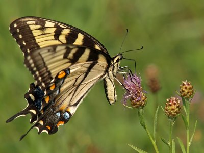 wEastern Tiger Swallowtail4.jpg