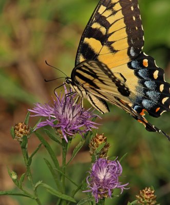 wEastern Tiger Swallowtail6.jpg