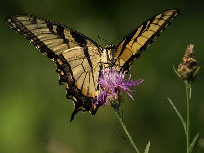wEastern Tiger Swallowtail7.jpg