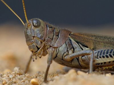 Grasshopper in Sand