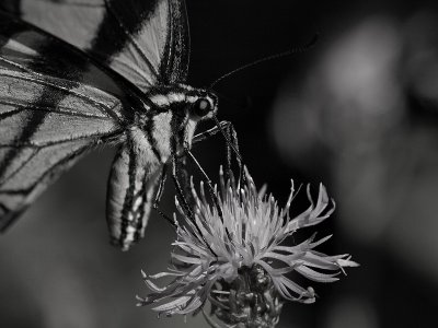 Black and White Butterfly.jpg