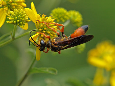 wGreat Golden Digger Wasp1.jpg