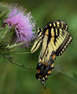 wEastern Tiger Swallowtail8.jpg