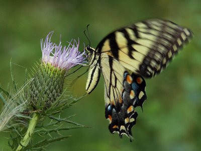 wEastern Tiger Swallowtail9.jpg
