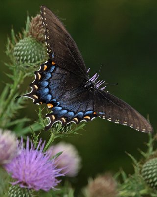 wTiger Swallowtail2 dark morph.jpg
