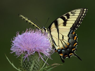 wEastern Tiger Swallowtail13.jpg
