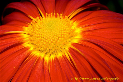 Chrysanthemum