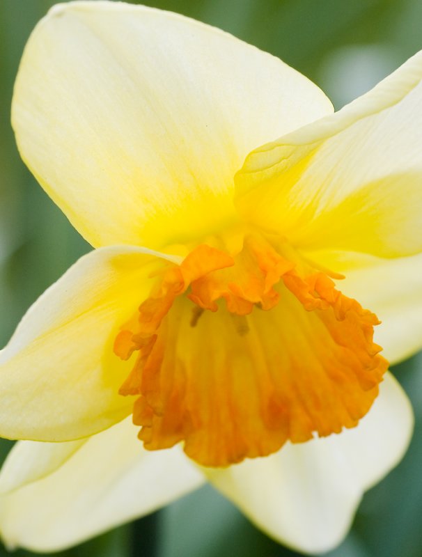 Backlit Narcissus