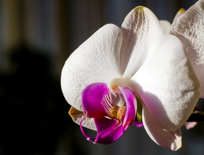 PICT2898 Orchid 2.jpg