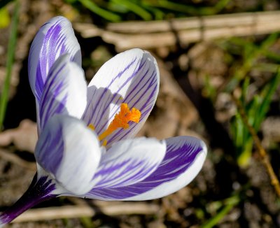 Crocus 2