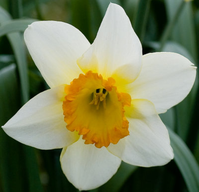 Backlit Narcissus