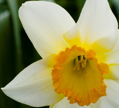 Backlit Narcissus