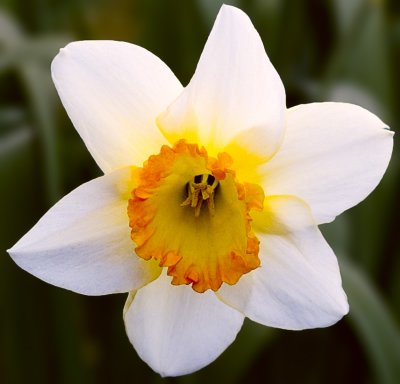 Backlit Narcissus vRS 2 cs3.jpg
