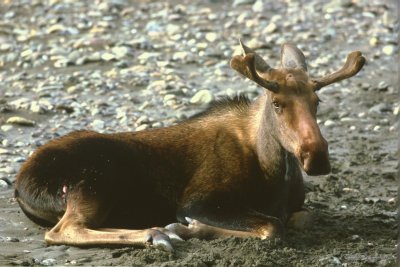 Young Bull Moose