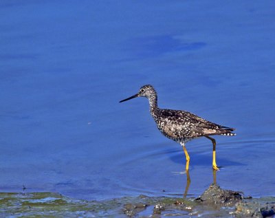 Greater Yellow Legs