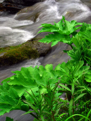 Cow Parsnip