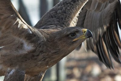 wild_bird_sanctuary