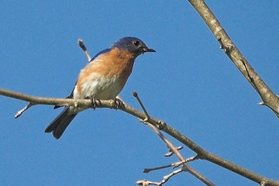 blue_birds_and