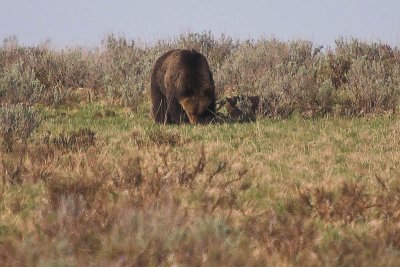 yellowstone_2007