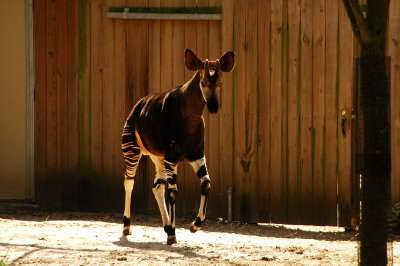 Houston Zoo