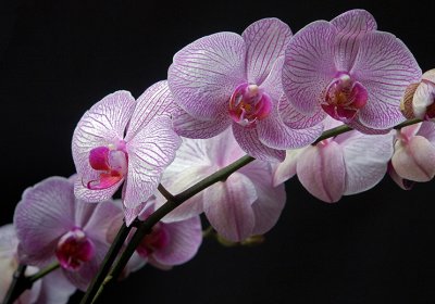 Ph1580.jpg