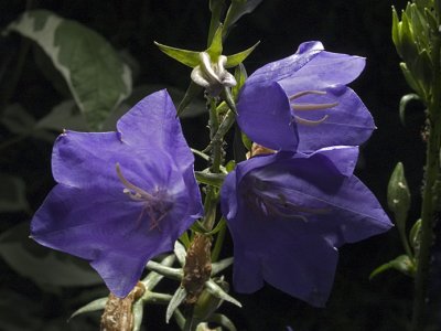 Flowers Gallery #2
