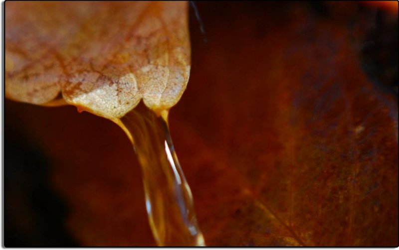 Water Drops Off the End of a Leaf