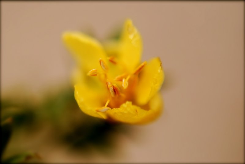 Creosote Bloom #2