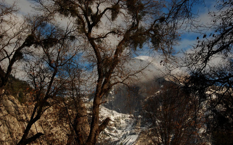 Oaks and Half Dome