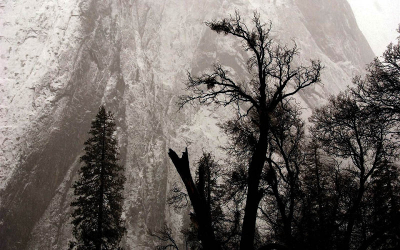 Trees, Snow on Cathedral Rock