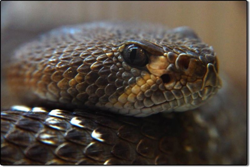 Southern Pacific Rattlesnake