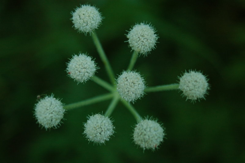 Wildflower