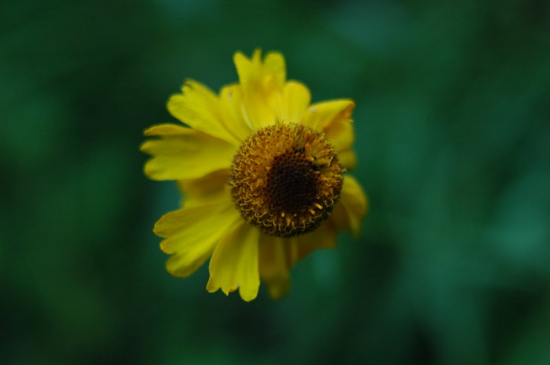 Bigalow Sneezeweed