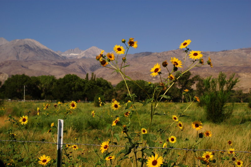 Mt. Sill From Highway 395