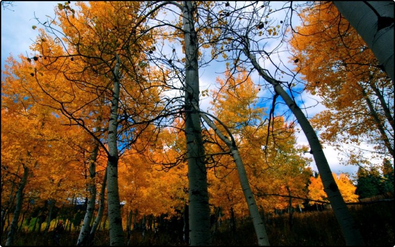 Aspen Grove, the Tetons