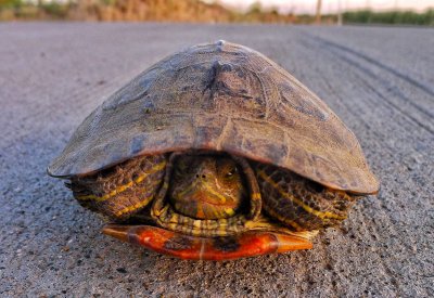 Turtle on Road 35, Willows, California