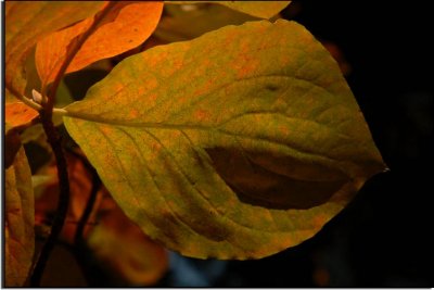 Backlit Dogwood Leaf