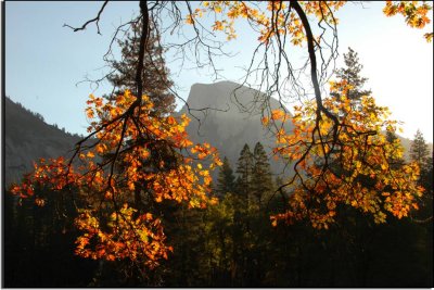 Half Dome Framed by Oak Branches