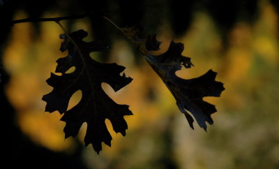 Oak Leaves Near the Stoneman Bridge