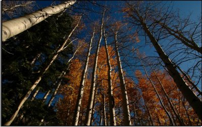 Aspens in Lee Vining Canyon