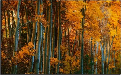 Soft Light on Aspens along the June Lake Loop