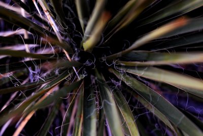 Century Plant (Agave), Zion National Park