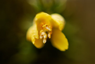 Creosote Bloom (Reversed 50mm Lens)