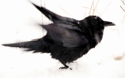 Raven Shakes off Snow