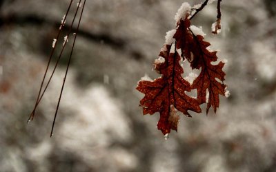 Oak Leaves and Pine Needles