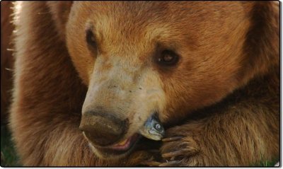 Black Bear with Lunch, California Living Museum