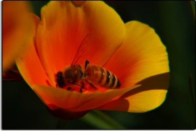 Poppy with Honey Bee