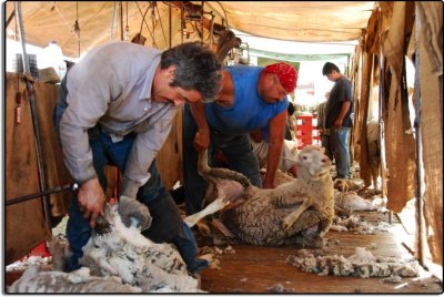 Shearing Sheep