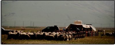 Sheep Shearing Encampment