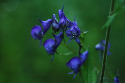 Sections of the trail had a multitude of wildflowers